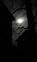 Beautiful Full Moon at the Wolf Sanctuary of PA