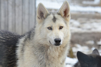 Kaya