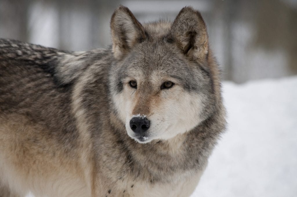 Gone but not forgotten - Wolf Sanctuary of PA