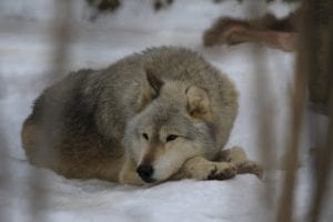 merlin-04-blog