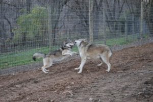 playing-01