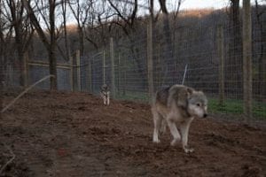tioga-07-blog