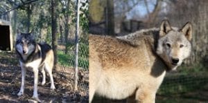 tioga-and-little-girl-blog-01