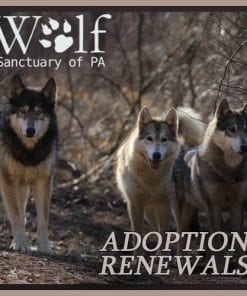 Renew Your Wolf Adoption