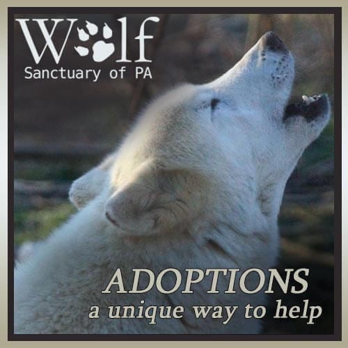 Adopt a Wolf Wolf Sanctuary of PA