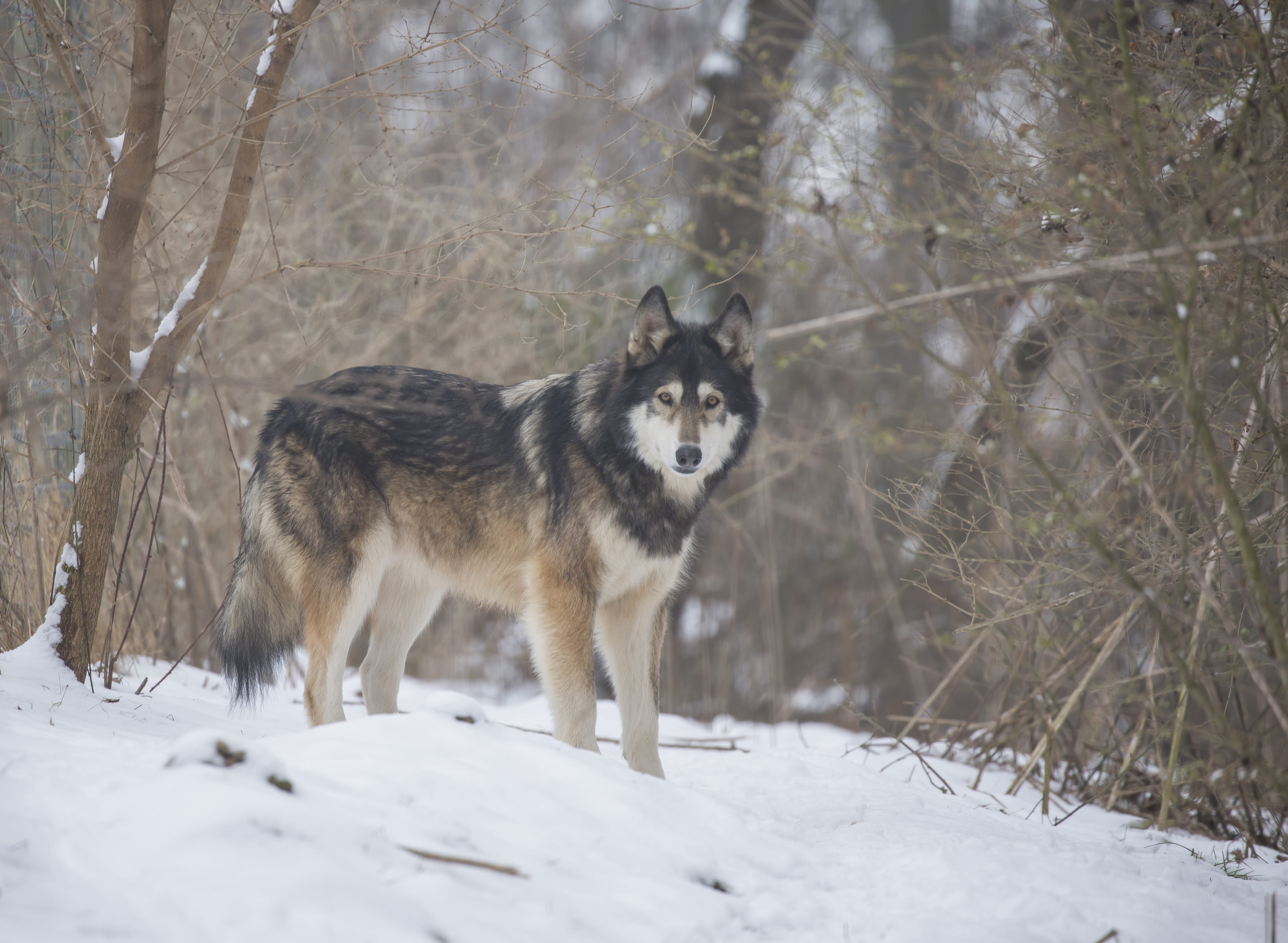 are wolf dogs legal in pa