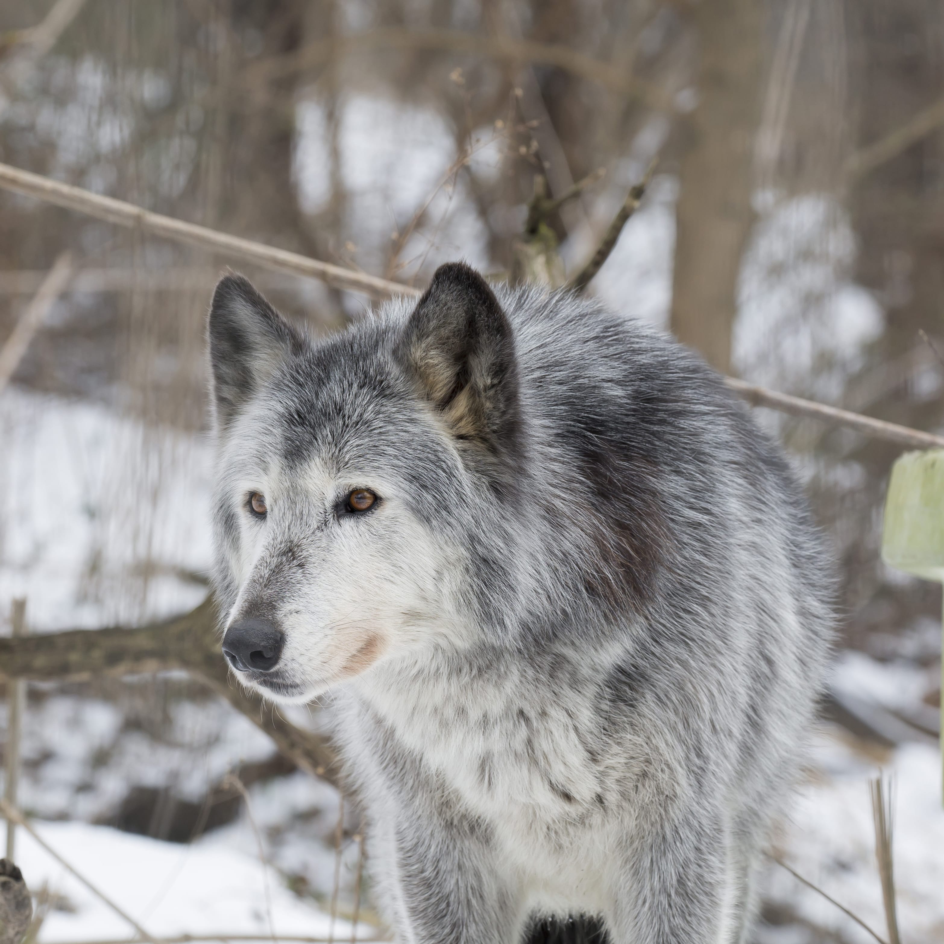 Come Visit the Wolves of Speedwell! - Wolf Sanctuary of PA