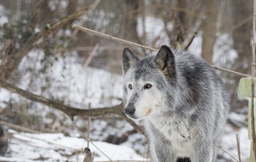 Adopt a Wolf from the Wolf Sanctuary of PA - Help Us Help Them