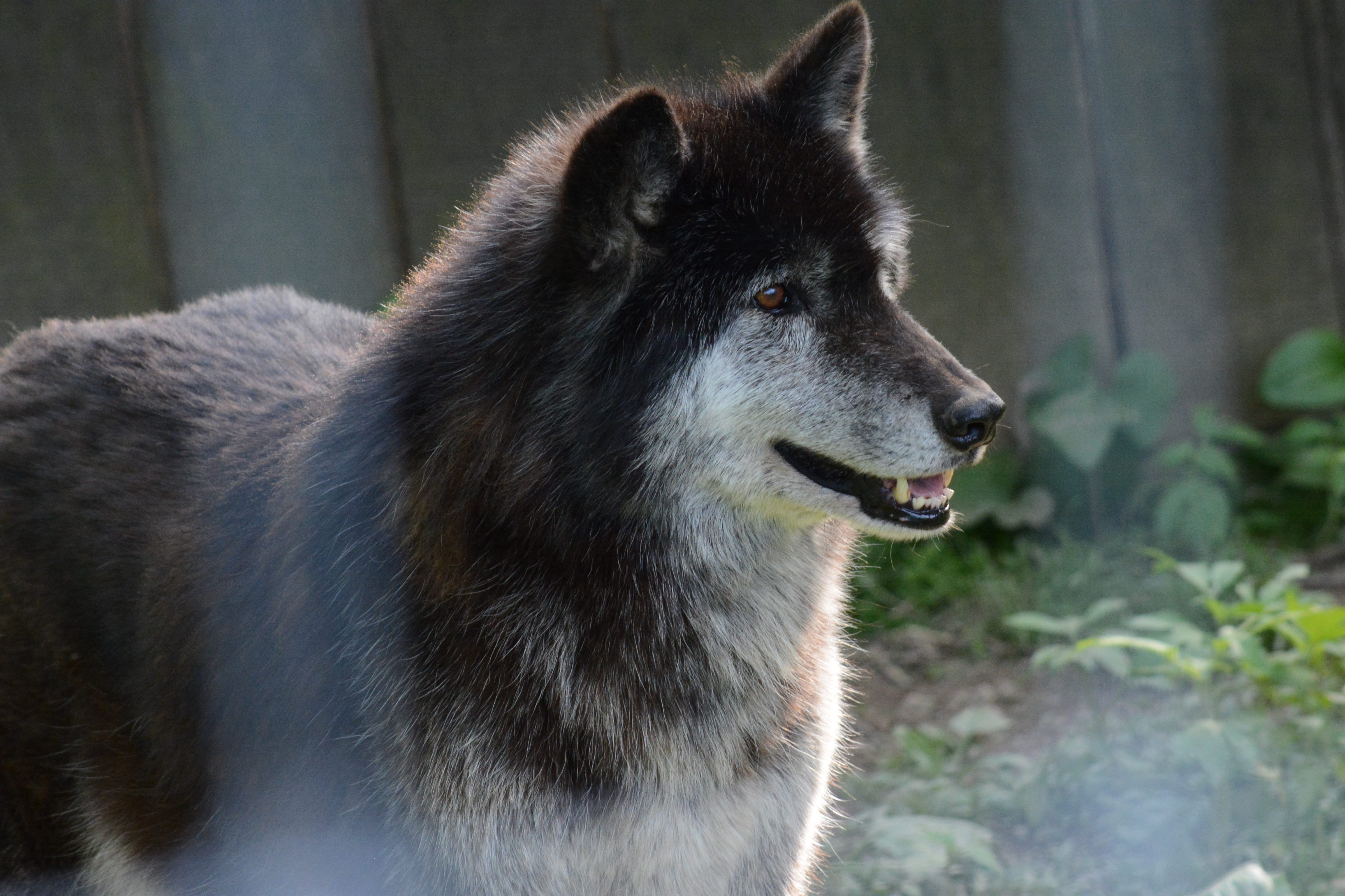 are wolf dogs legal in pa