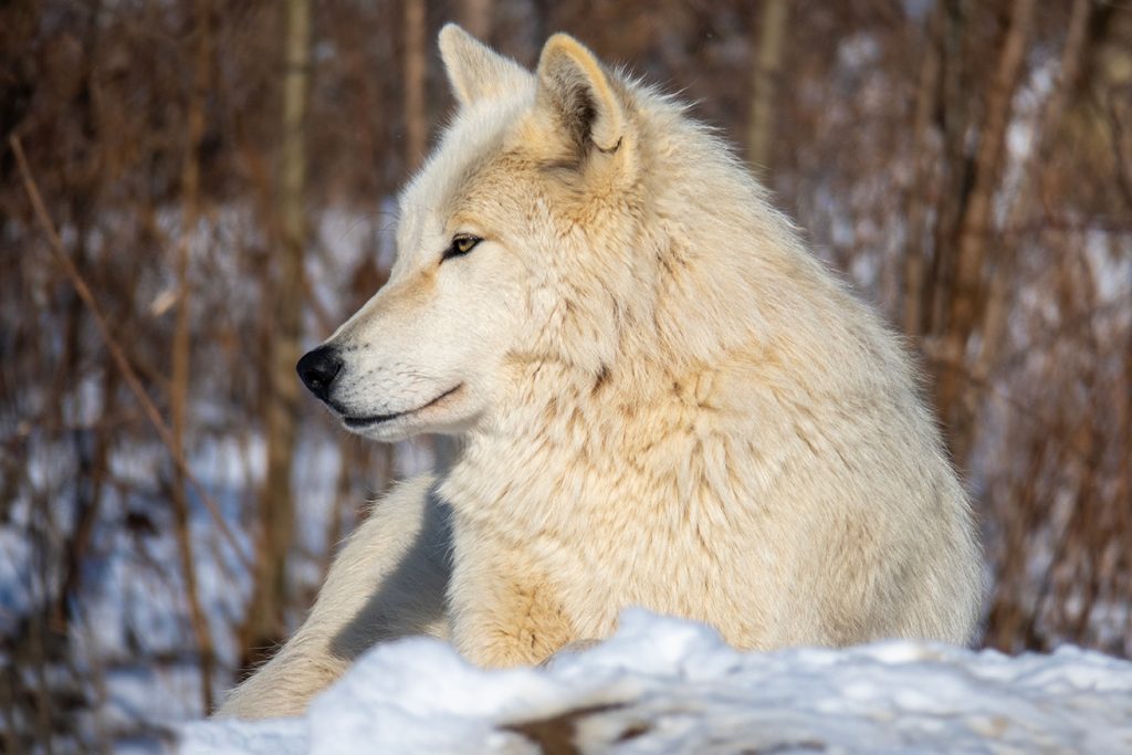 Grey Wolf In Snow With Eye Glow Greeting Card