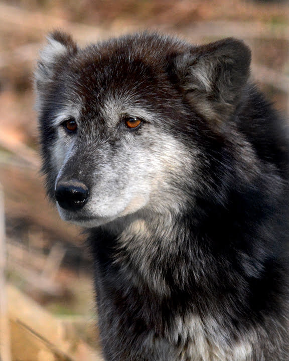 Farewell Chomp - Wolf Sanctuary of PA