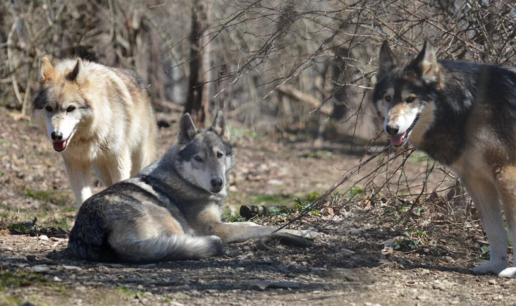 , Watonie is Reunited with Her Pack!