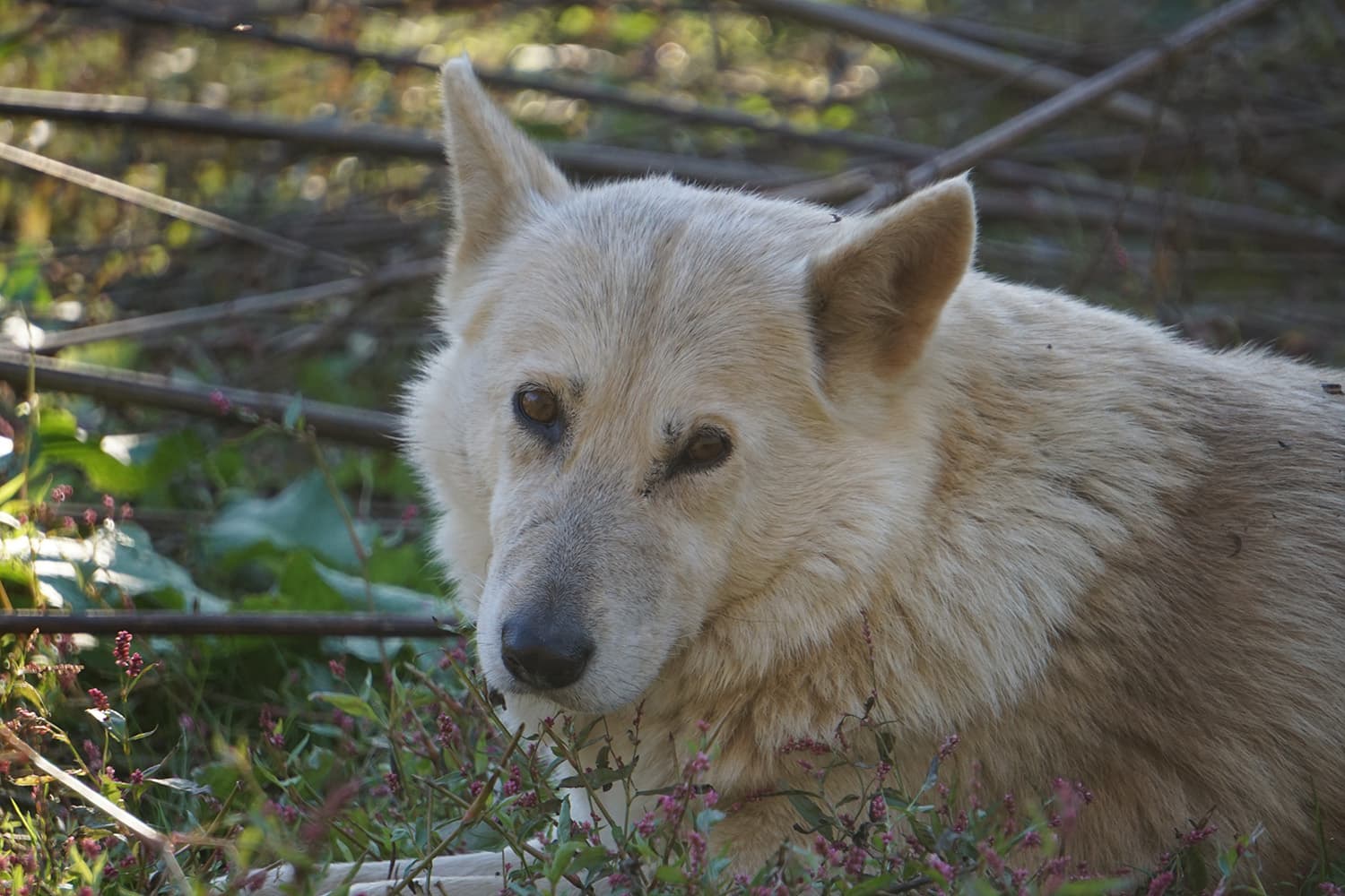 Closeup of one of our wolves Sky