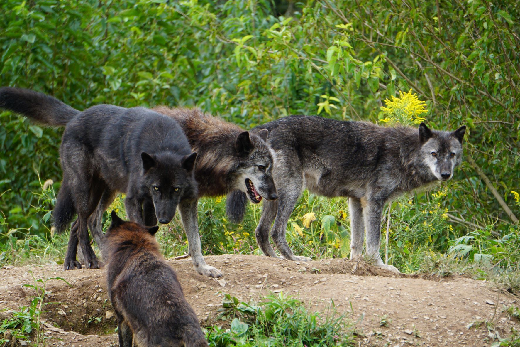 Introducing: The Northerners! - Wolf Sanctuary of PA