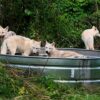 Wolfs enjoying the cool outdoor ponds