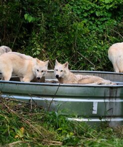 Wolfs enjoying the cool outdoor ponds