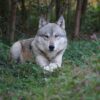 Majestic wolf in nature at our wolf sanctuary