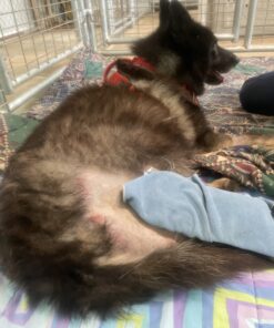 Donation for Veterinary Care