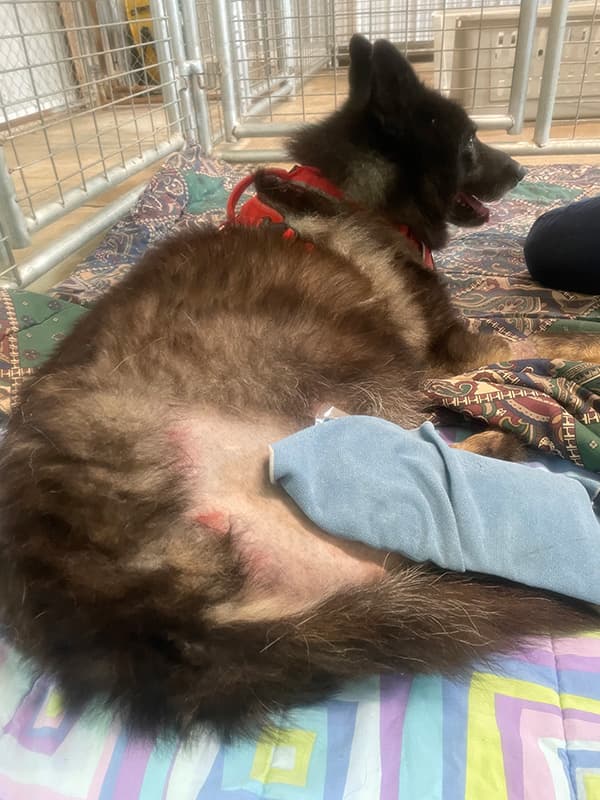 Injured wolf receiving vet care