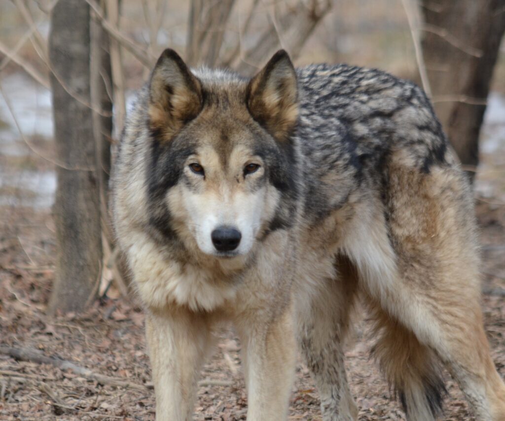 Meet the Wolves of Speedwell - Wolf Sanctuary of PA